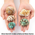 5PCS Hermit Crab Shells | Natural Sea Conch Size 2.1" - 2.8", Opening Size 0.9" - 1.5" | Medium Large Turbo Seashells fo