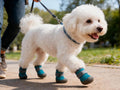 Dog Shoes Breathable Non-Slip Outdoor Booties for Small Medium Dogs, Pet Boots Paw Protector for Hot Pavement Hardwood F