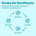 Amazon Basics Preventative Flea, Tick & Mosquito Topical Treatment for X-Large Dogs (Over 55 pounds), Kills Fleas, Long-Lasting, 6 Count, Packaging May Vary