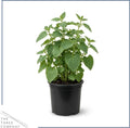 Herb - Catnip (Nepeta) (4 Pack), Live Aromatic Herb, Cat Attractant