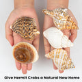 5PCS Extra Large Hermit Crab Shells 3"-4.7", Opening 1.6"-2.7"