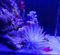 Silicone Sea Anemone Aquarium Decoration Coral Ornament