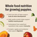 The Honest Kitchen Puppy Grain Free Chicken & Superfoods Whole Food Clusters for Puppies, Vet Crafted Human Grade Dry Do