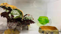 Woyrise Artificial Reptile Plants for Terrarium, Habitat Decor, Fake Plant