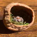 Jumping Spider Hide, A Real Shelter Made of Walnut Skin, Magnetic Hidden Jumping Spider Habitat,Handmade Spider Enclosur