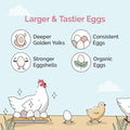 Mile Four Organic Chicken Feed – Starter Chick Mash, Non-GMO, USA Grown, 21% Protein, Corn-Free, Soy-Free, Non-Medicated Chick Feed, 2 lb Sample