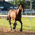 Abbylike Bell Boot for Horse 1 Pair/2 Pair Available