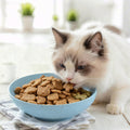 OLULU 10 Pack Cat Bowls, Whisker Friendly Kitten Dishes, Durable Wheat Straw Cat Food Bowls for Indoor Outdoor Cats