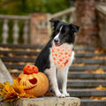 PTDECOR Halloween Dog Bandana, Ghost Pumpkin Dog Scarf