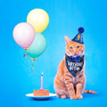 ADOGGYGO Cat Birthday Party Supplies, Birthday Boy Plaid Kitten Bandana, Blue Cat Party Hat with Numbers, Bowtie (Blue)
