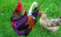 Chicken Harness and Leash Set,Hen Pink Vest Escape Proof for Duck Goose Rooster