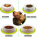 BETTERDAY Reptile Food Dish, Anti-Escape Feeder Bowl, Large 1-Pack