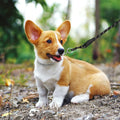TagME Chain Choke Collar for Dogs, No Pull Slip Training for Small Dogs