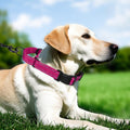 Padded Martingale Collar for Medium Dogs, Quick Release Buckle