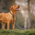 Mile High Life Rope Leash with Genuine Leather Connection, 6 FT/5 FT/4 FT, Heavy Duty Leash for Medium & Large Dogs (Brown, 48 Inch)