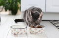Pearhead Ceramic Cat Bowl, Holds 12 oz, Whisker-Friendly Pet Dish for Food and Water, Cute Cat Face Design