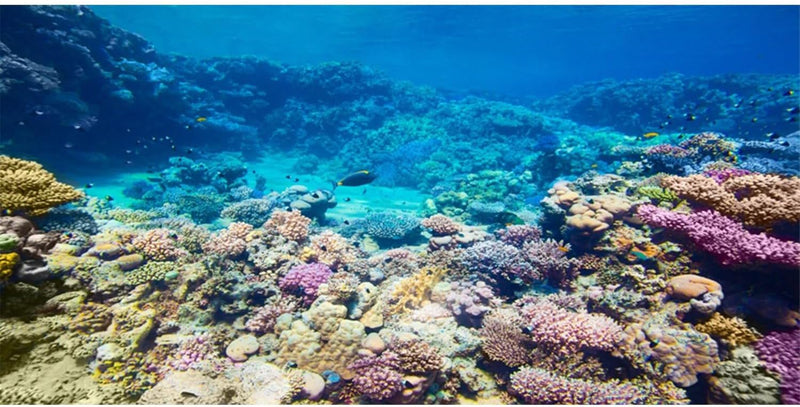 Aquarium Background Coral Tropical Undersea Fish Tank Backdrop 36x20 inches