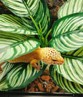 Reptile Plants for Terrarium Decor,Leopard Gecko Tank Plants