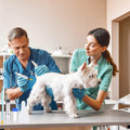 DIELLY 5 Set AI Artificial Insemination Dog Breeding Kit, Canine Breeding Kit, Dog Insemination Breeder Kit, Disposable Canine Artificial Insemination, Canine Breeding Supplies (7.87 inch) S