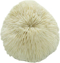Mushroom Sea Coral | White Real Mushroom Coral 3”-4” (1 Piece) | Aquarium Ornament for Decoration | Plus Free Nautical e