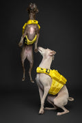 Noah & Paw Dog Life Jacket, 3X Foam Dog Life Vest, Rescue Handle, L 28-32in