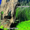 3 Bags Aquarium Plant S.e.e.d set, not aritifical plastic, Fresh Water Grass for Fish Tank zmml4