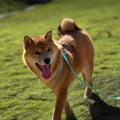 AUMAILI Dog Training Long Leash Waterproof Long Line Heavy Duty Outdoor Recall Lead 10ft 15ft 20ft 30ft 50ft for Small Medium Large Dog (Mint Green, 10FT)