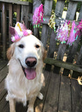 PET SHOW Pink Crown Dog Birthday Party Hat for Girls Reusable Birthday Party Cat Kitten Headband with 0-9 Figures Charms