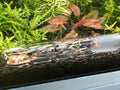 Cunguv Planaria Trap Leech Trap Flatworm Trap 3 Holes Leeches Catcher Glass Tube for Aquarium Shrimp Tank 2 Pieces