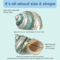Hermit Crab Shells | Turbo Shells | Jade Green Banded Turbo Shell 4"-4.5" | Hermit Crab House for Décor | Plus Free Naut
