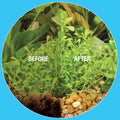 Microbe-Lift Gravel & Substrate Cleaner for Saltwater Aquarium and Freshwater Tanks, Tank Cleaner and Aquarium Water Con