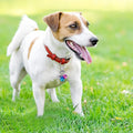 Wontee Cat Collar Bells Loud Dog Bell Training Charm Pendants for Pet Puppy Kitty Necklace Collar