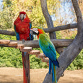 Balacoo Parrot Ladder, Bird Platform Perch, Hamster Platform, Parakeet Cage Toy, Bird Cage Natural Wood Ladder, Standing