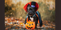 ZippyPaws Spiderz - Small Orange Plush Dog Toy