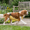 Limen Dog Belly Protector XS for Dogs Waterproof Polyester Vest for Small Puppy,Lightweight Breathable Cover for Outdoor