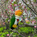 Magnoloran Bird Diapers Bird Harness Tuxedo Flight Suits with 80in Flying Leash Parrot Nappy with Waterproof Inner Layer Urine Wet Suite for Cockatiel Conure Parakeet Macaw Budgie-Black,S