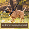 Martingale Collars for Dogs, Reflective Escape Proof Training Dog Collars with Quick Release Buckle,Adjustable No Slip Nylon Dog Collar for Medium Pets
