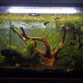 AWXZOM Natural Large Spider Wood Driftwood for Aquarium, Terrarium, Vivarium, and Reptile, Aquarium Décor, Reptile Tank,