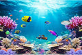 48x18 in Underwater Aquarium Backdrop Tropical Coral Fish Tank Background