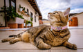 WDPAWS Heart Bling Cat Collar with Safety Belt and Bell Adjustable 8-10 inches for Kitten Cats (Pink)