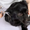 Chibuy Curved dog grooming scissors with Round Tips, Pet Shear for Cats, 4CR Stainless Steel Bending, Professional Tools