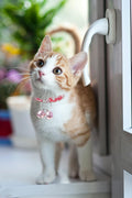 Cat & Dog Collar Bell, Pack of 2, Extra Loud Dog Bell for Pet Tracking & Saving Wildlife, Birds, Durable Iron Split Ring