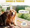 Wild Salmon Oil for Dogs, Cats, Omega 3 with EPA and DHA, 250ml