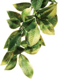 Large/Mandarin/Standard Packaging