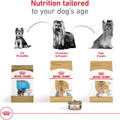 ROYAL CANIN Yorkshire Terrier 8+ Adult Dry Dog Food, 2.5 lb Bag