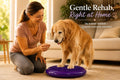 DEZAL Dog Balance Disc 14" - Canine Rehab and Fitness Equipment With Pump