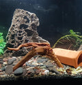 YZHZOM 8pcs Natural Small Spiderwood Driftwood for Aquarium Decor Aquarium Driftwood Freshwater Reptile Driftwood Aquari
