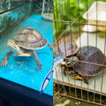 2Pcs Turtle Cleaning Brush Mini Double-Sided Cleaning Brush Tortoise Accessories for Turtle Shell Fish Tank