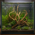 emours Driftwood for Aquarium, Large Tall Natural Aquarium Wood for Fish Tank Decor, 12-18 Inch (30-45 cm) Driftwood for