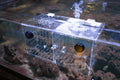 Magnetic Acclimation Box Fish Breeder Nursery Isolation Tank